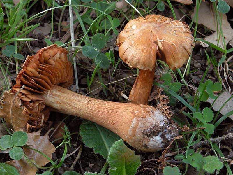 Gaspy  tornato e subito un Cortinarius